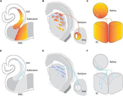 Teneurins: Mediators of Complex Neural Circuit Assembly in Mammals